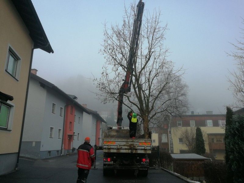 Baum fällen Wohngebiet