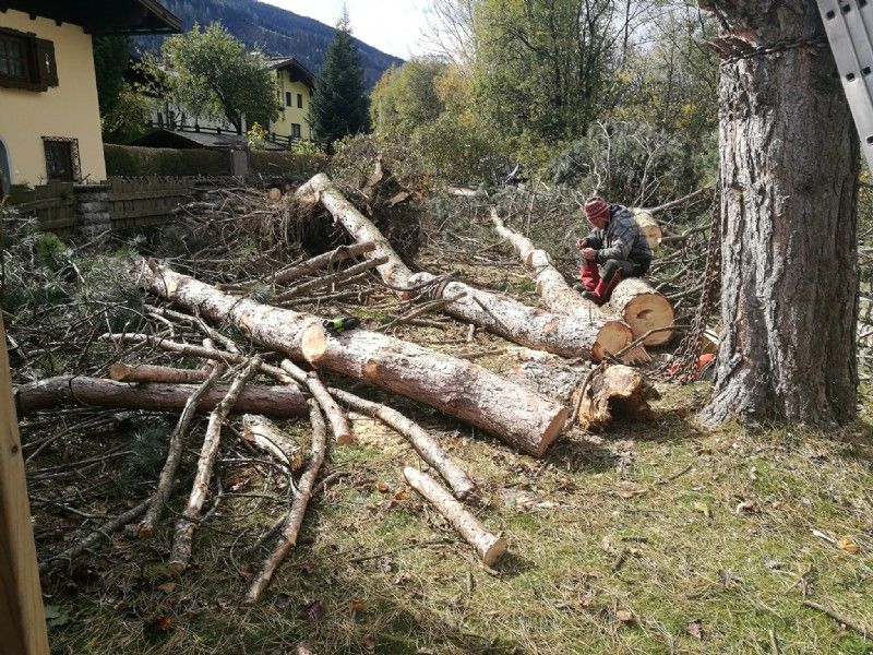 Baum fällen