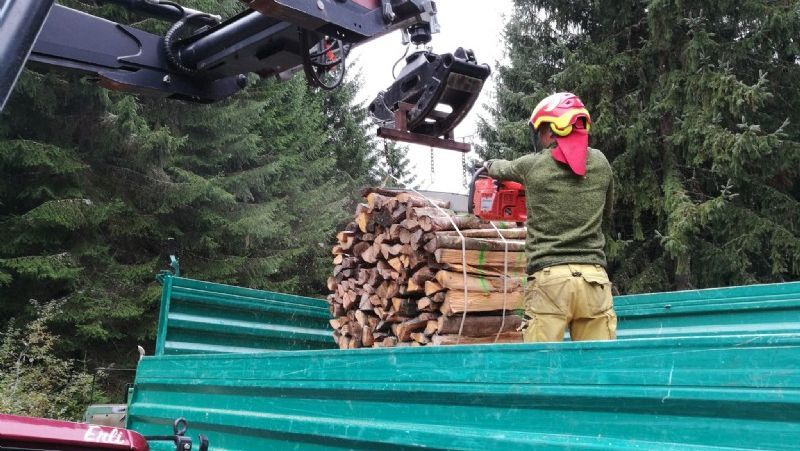 Holz fällen